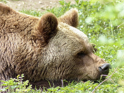 brown bear lying on green grass thumbnail