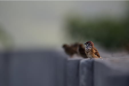 selective focus photography of sparrow bird thumbnail