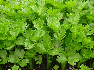 green leaves thumbnail