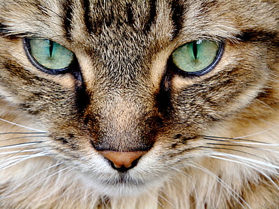 macro photography of brown Tabby cat thumbnail