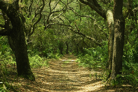 pathway between tall trees thumbnail