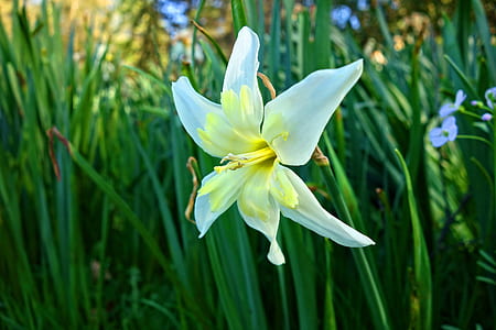 white and yellow flower thumbnail