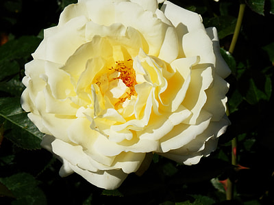 White Rose thumbnail