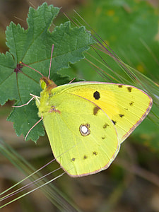 Butterfly, Colias Croceus thumbnail