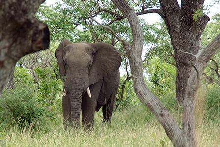 elephant next to tree thumbnail