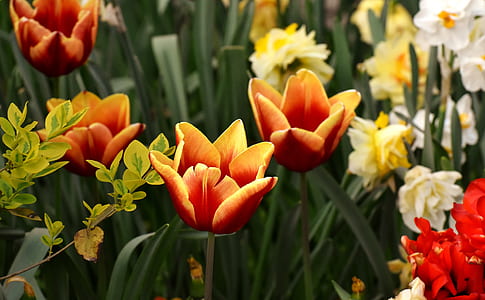 orange petaled flowers thumbnail