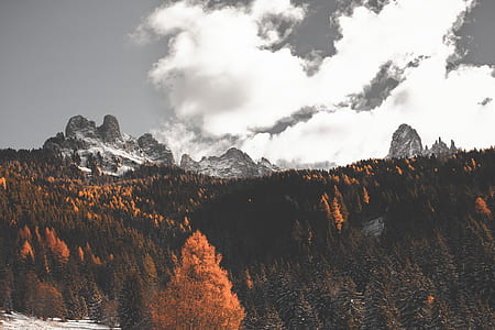 landscape photography of pine trees near mountain thumbnail