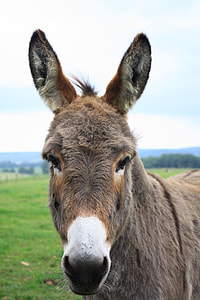 closeup photo of donkey thumbnail