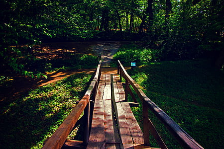 Brown Wooden Bridge Near Forest during Golden Hour thumbnail