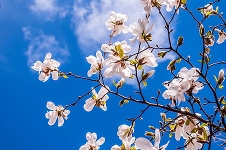 white magnolia flower low-angle photography thumbnail
