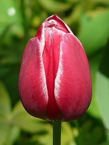 red tulips bud thumbnail