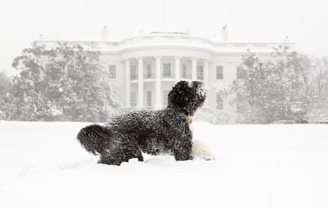curly-coated white dog on snow at daytime thumbnail