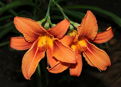 closeup photography of orange petaled flowers thumbnail