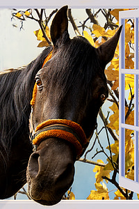 photo of black horse thumbnail