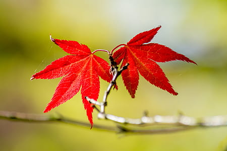 shallow focus photography of red maple leaf thumbnail