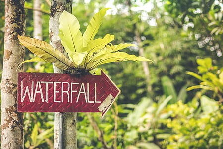 waterfall signage on tree trunk thumbnail