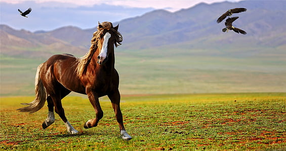 running horse during daytime thumbnail