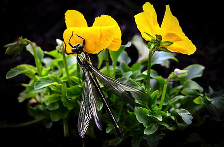 black dragonfly sipping the yellow petaled flower's nectar thumbnail