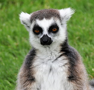 white and brown koala thumbnail