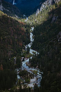 aerial view photography of river between pine trees thumbnail