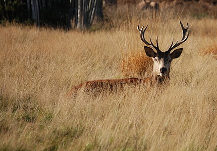 brown reindeer on grass field thumbnail
