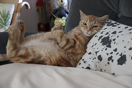 orange tabby cat on white bed thumbnail