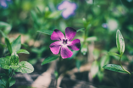 shallow focus photography of purple flower thumbnail