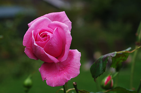 selective focus photography of pink rose flower thumbnail