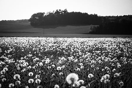 black-and-white, nature, field, flowers thumbnail