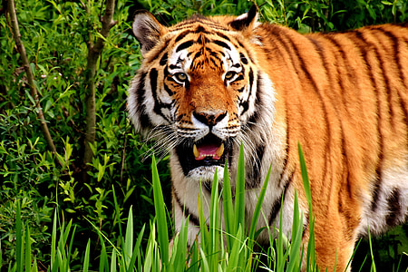 tiger on grass thumbnail