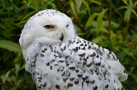 white owl selective focus photography thumbnail