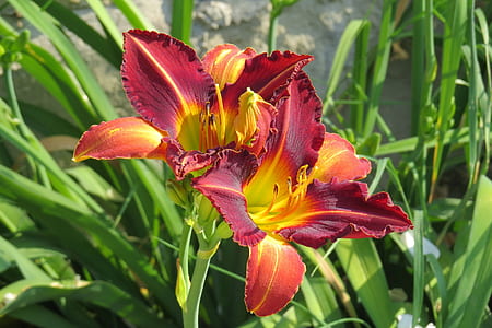 close-up photo red-and-yellow amaryllis thumbnail
