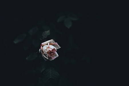 selective focus photography of pink rose flower thumbnail