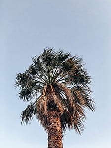 Low Angle Photo of Palm Tree thumbnail