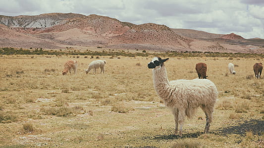 long-coated white goat thumbnail