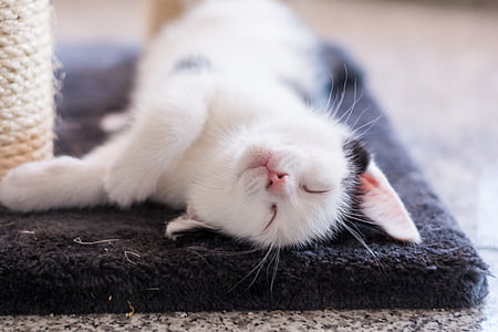 white and black cat laying on black area mat thumbnail