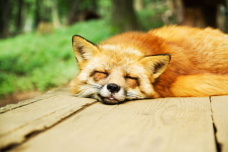orange fox lying on brown wooden table thumbnail