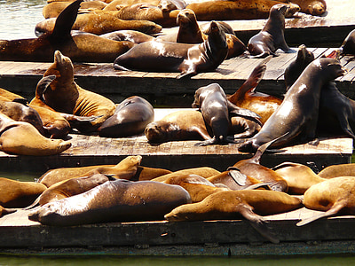 group of sea lion thumbnail