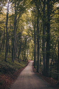 photography of dirt road thumbnail
