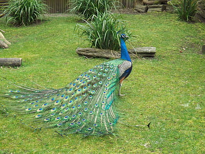 peacock on lawn thumbnail