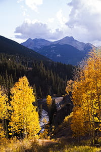 Yellow Leafed Trees Ahead thumbnail