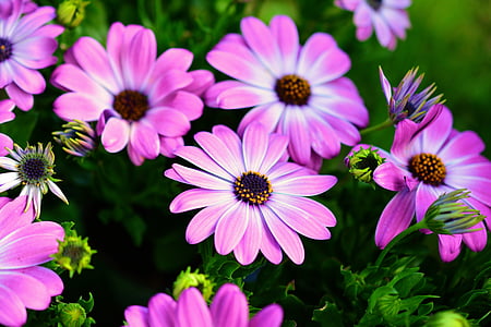 tilt shift lens photography of pink flowers thumbnail