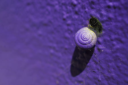 purple, snail, animal, creature thumbnail