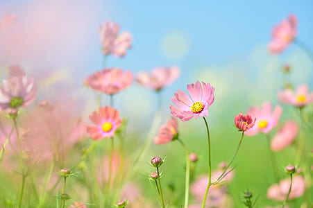 pink cosmos flowers in bloom at daytime thumbnail
