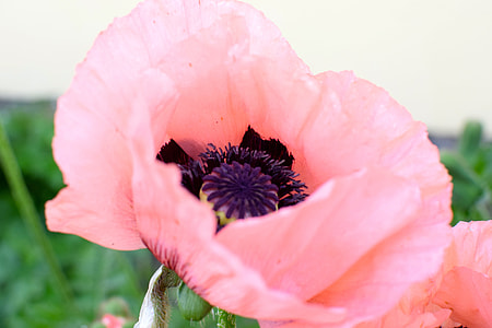 pink and purple flower under gray sky thumbnail