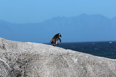 black penguin standing on brown hill during daytime thumbnail