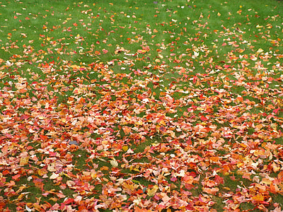 The Onset Of Autumn, Green Grass thumbnail