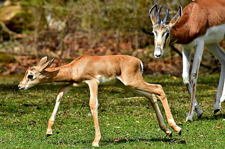 brown deer walking on grass field thumbnail