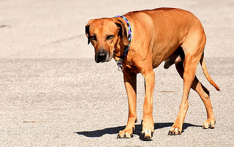 adult dog walking on pavement thumbnail