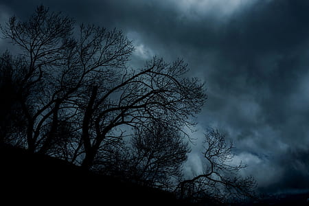 black tree during nighttime thumbnail